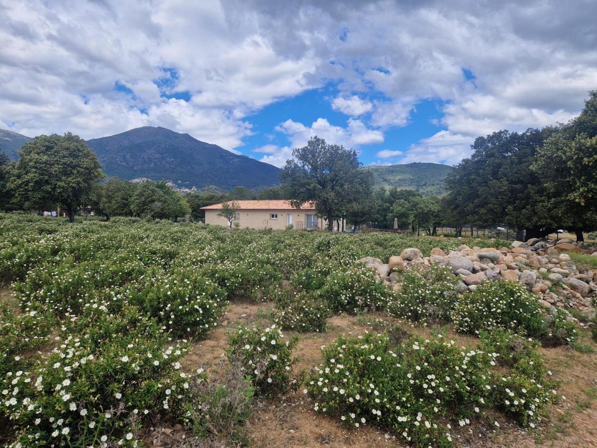 Domaine U Filanciu - Casa Ghjulia - Centru Di Corsica Villa Moltifao Exterior photo
